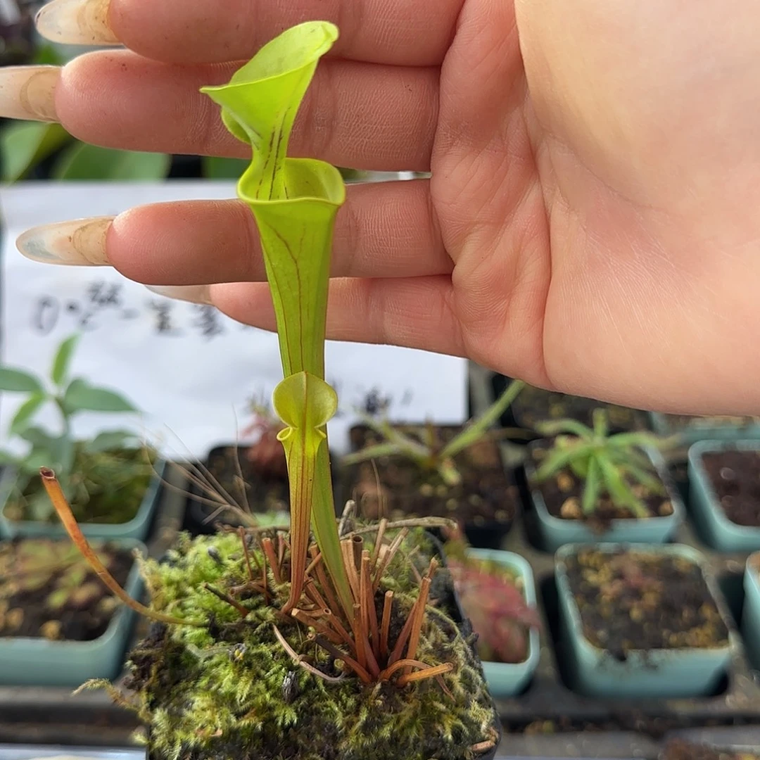 无花朵华丽黄瓶子草