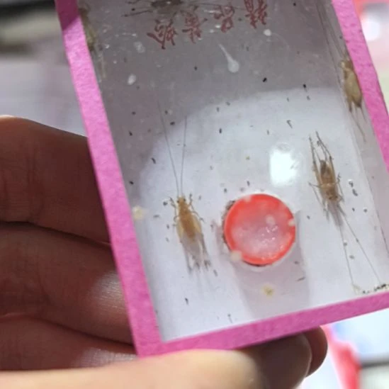 小黄蛉一盒全品四只