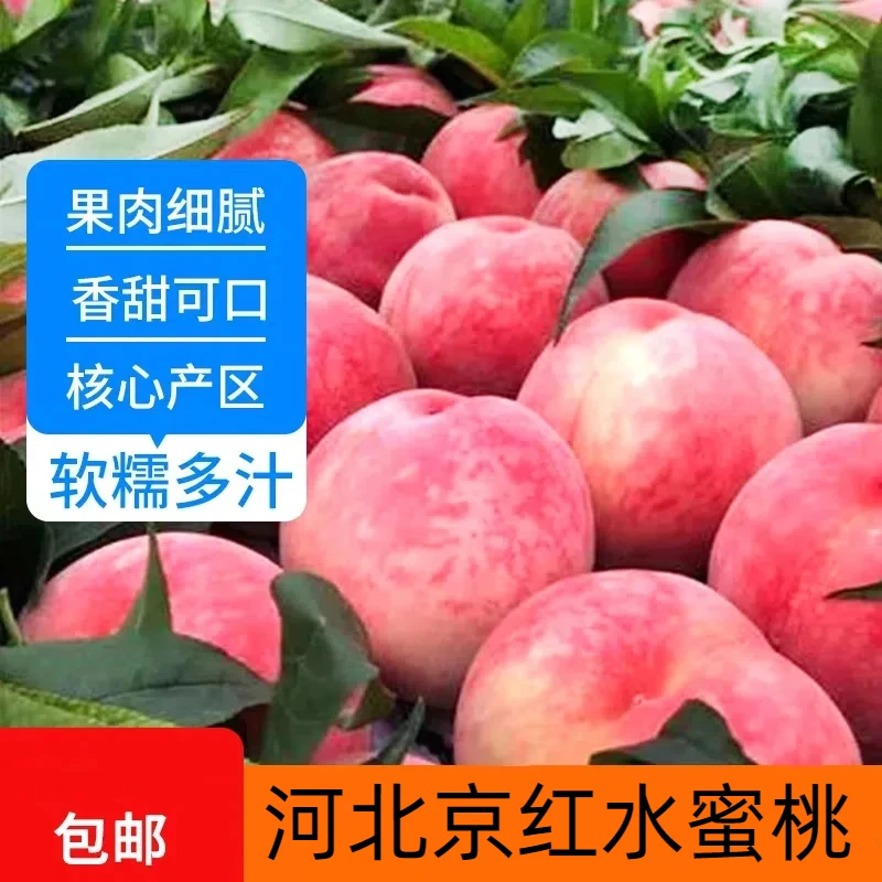 【现摘现货】顺平山谷大桃水蜜桃新鲜大久保离核水果京红北京14号甜