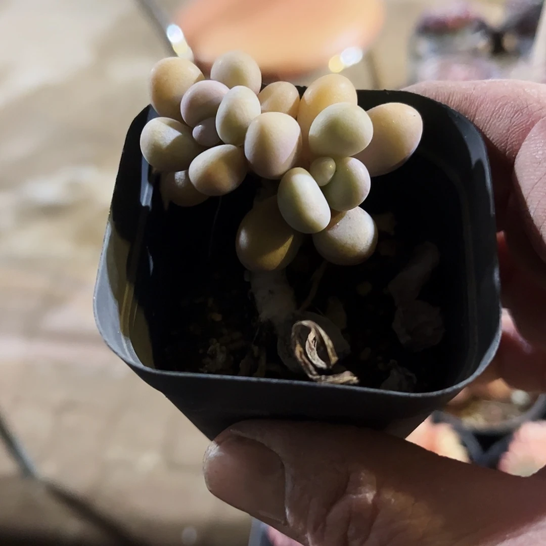 无***聊9多肉植物提取天然草本成分