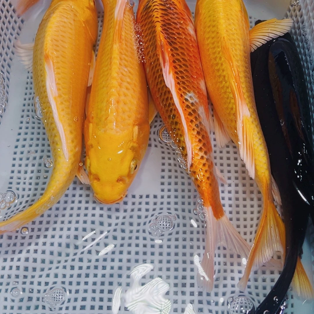 锦鲤锦鲤冷水鱼观赏147