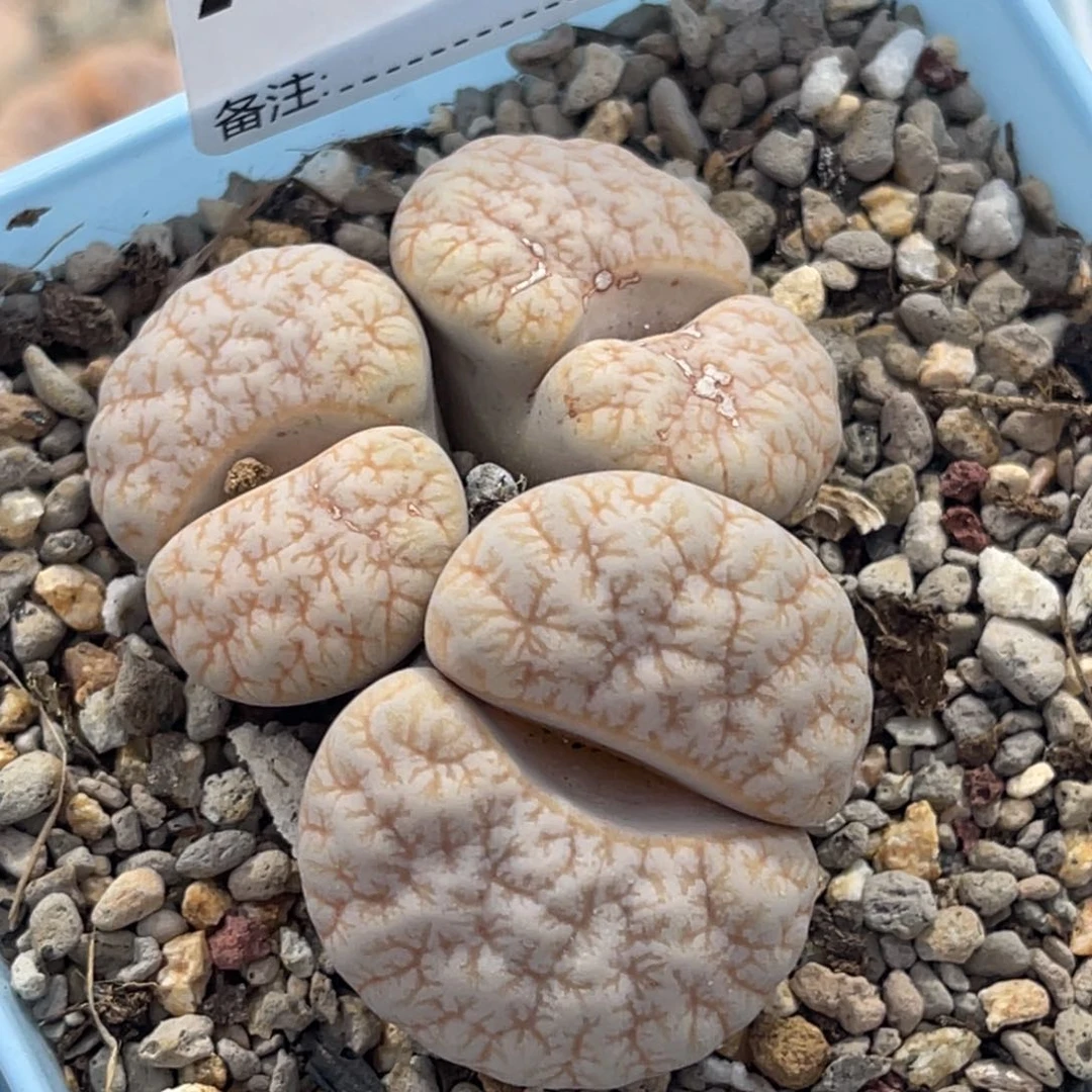 5240拿铁1891睫毛群生三头