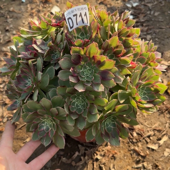 莲花……多肉植物……