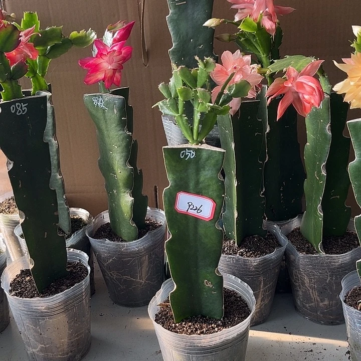 幻***想当前无花栽培后可以开花050