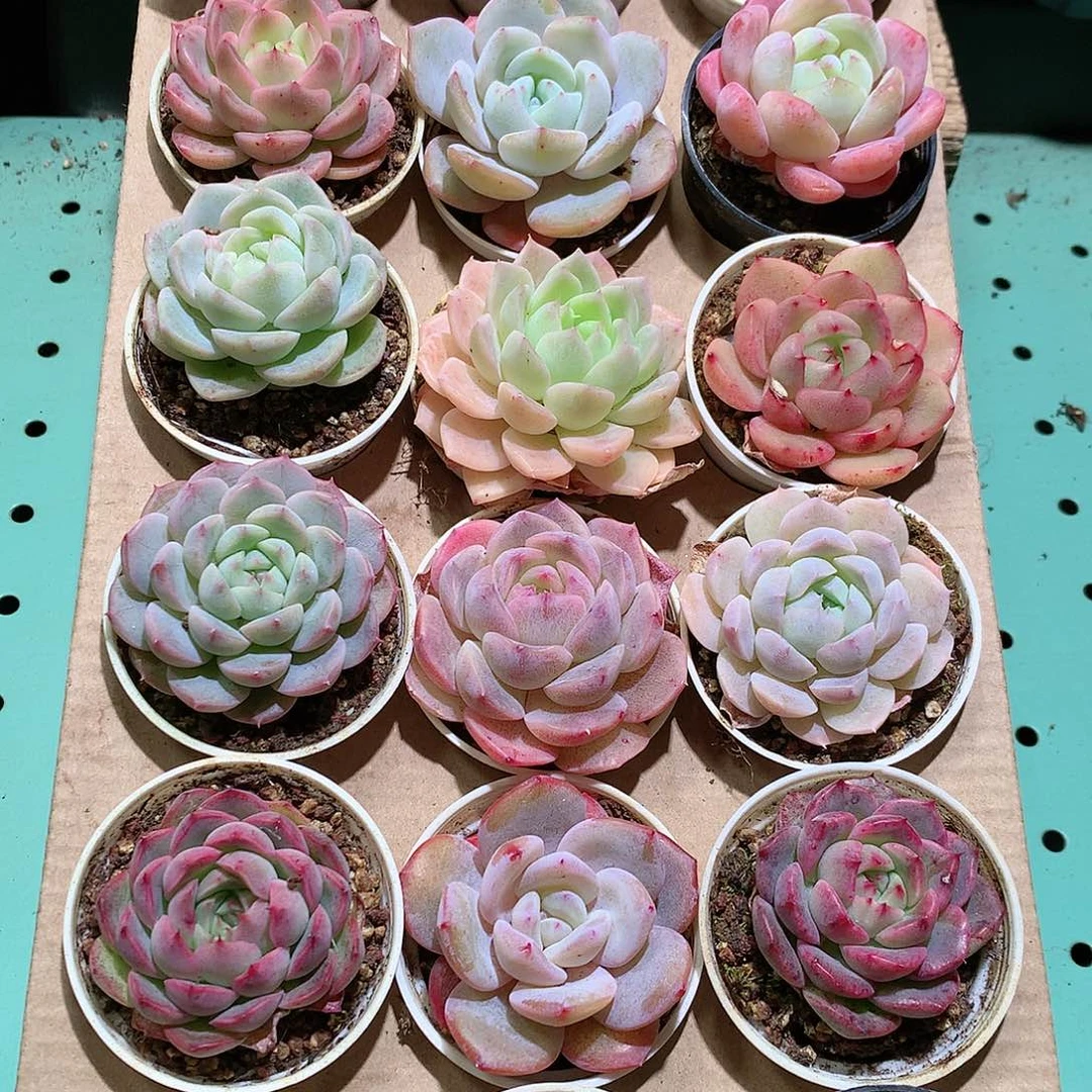 20-258一物一拍带盆18颗