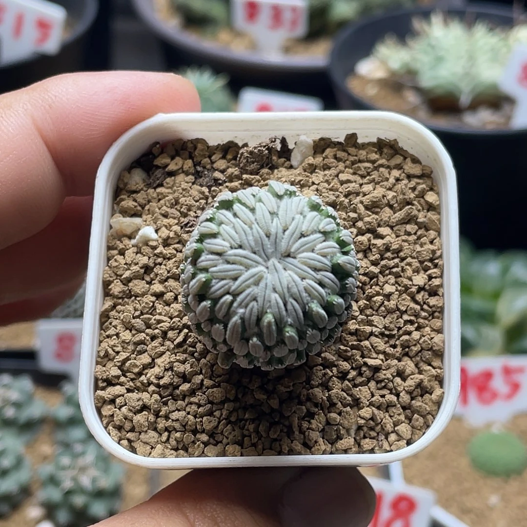 浓赤花精巧丸仙人球