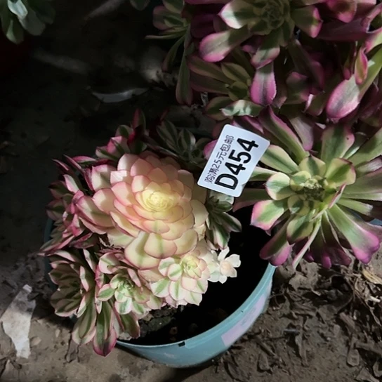 雪多肉植物两个法师