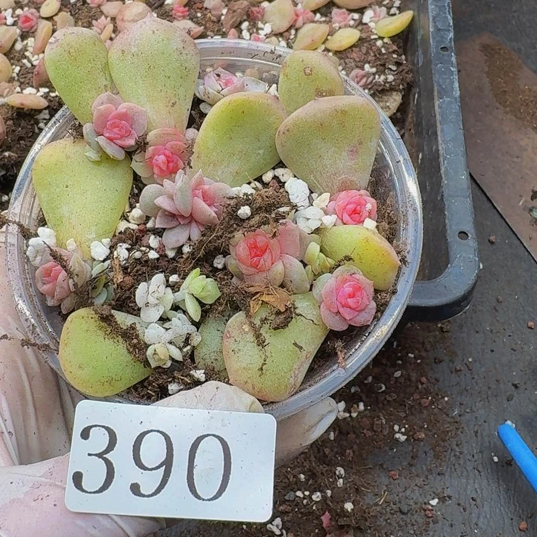 多肉植物多肉植物390