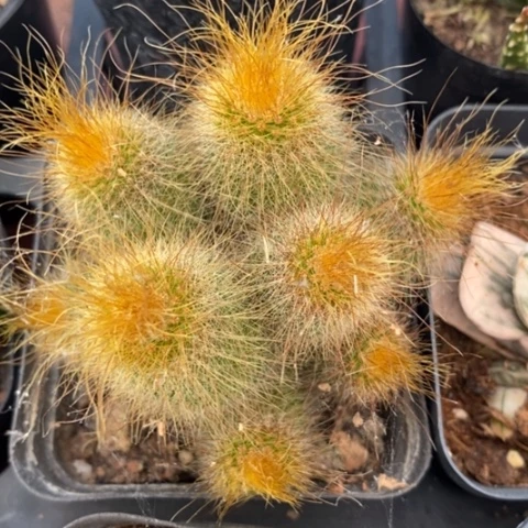 金丝猴群7仙人球