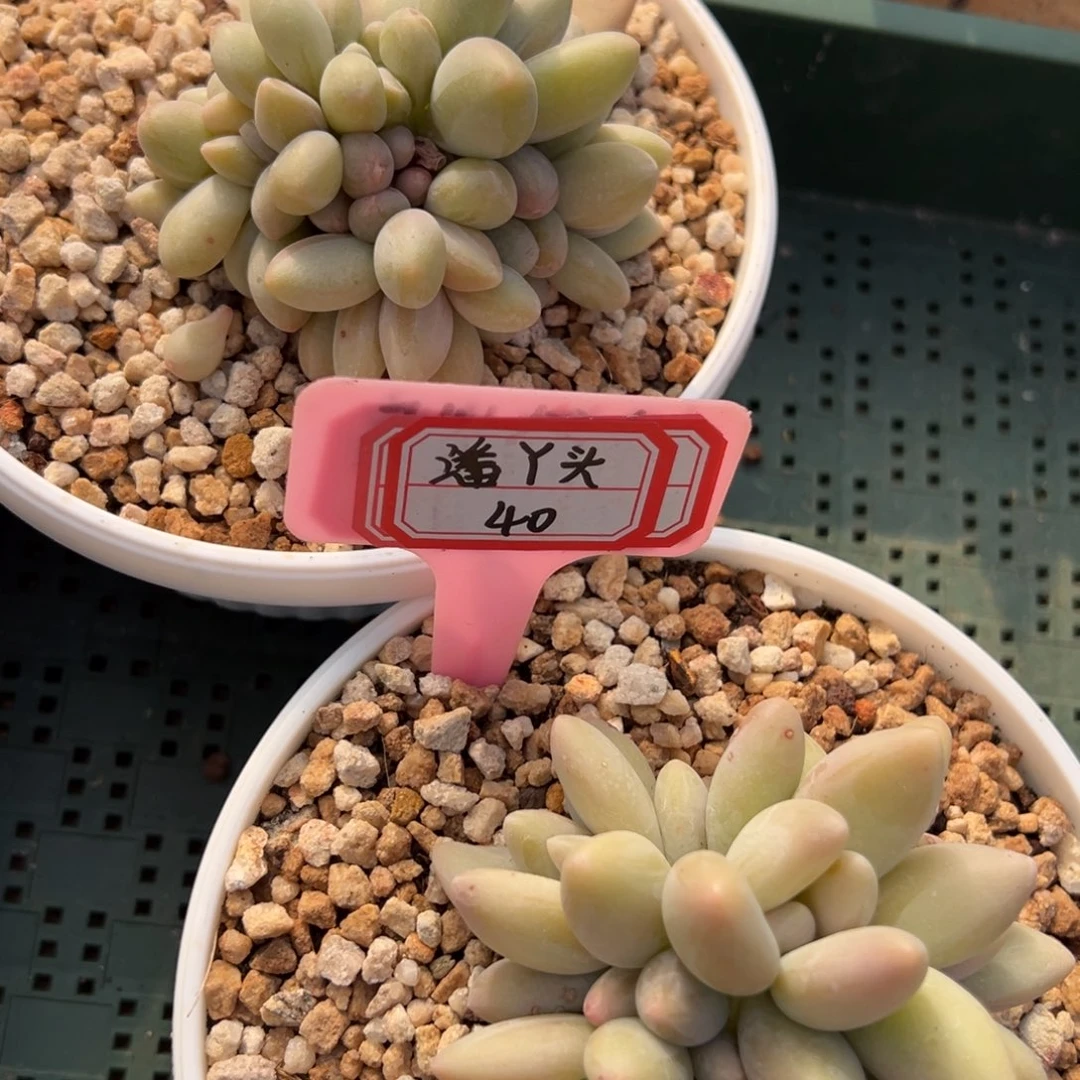 潘***头我也没事啊这，潘40