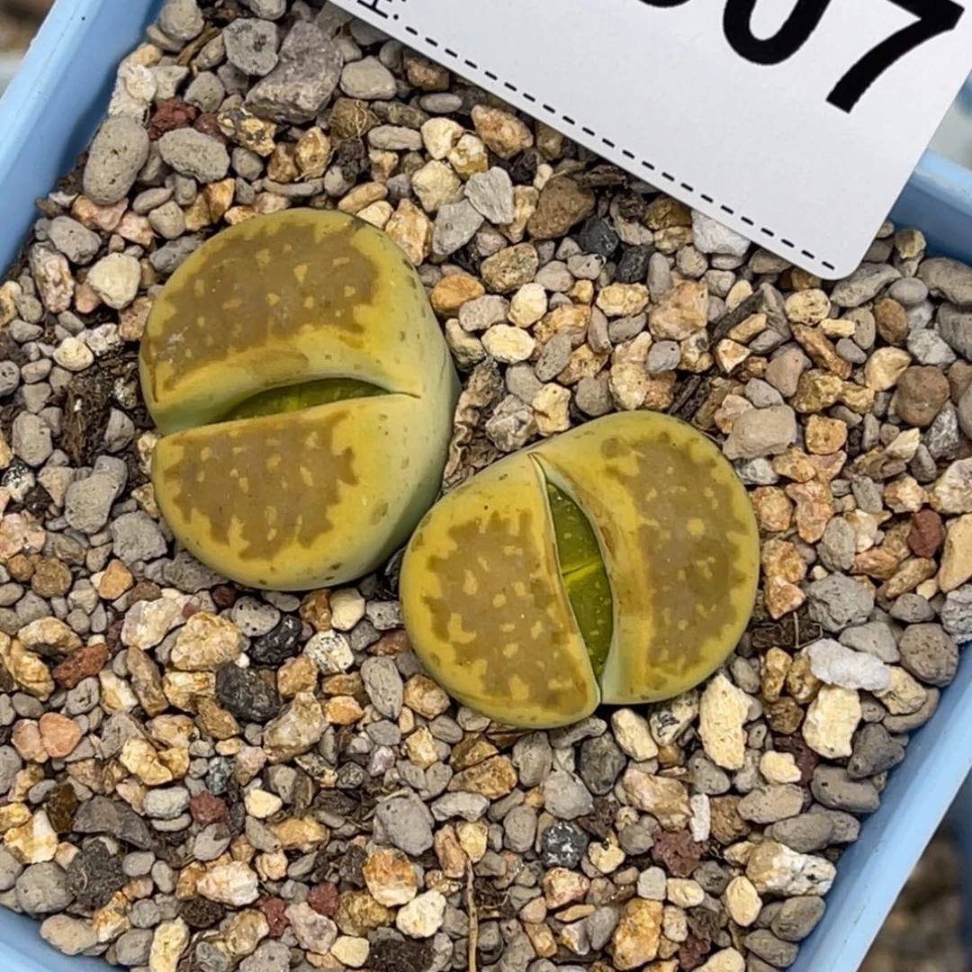 3507双头黄巴里1母本