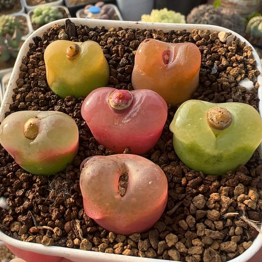 彩虹编号母本组合桃多肉