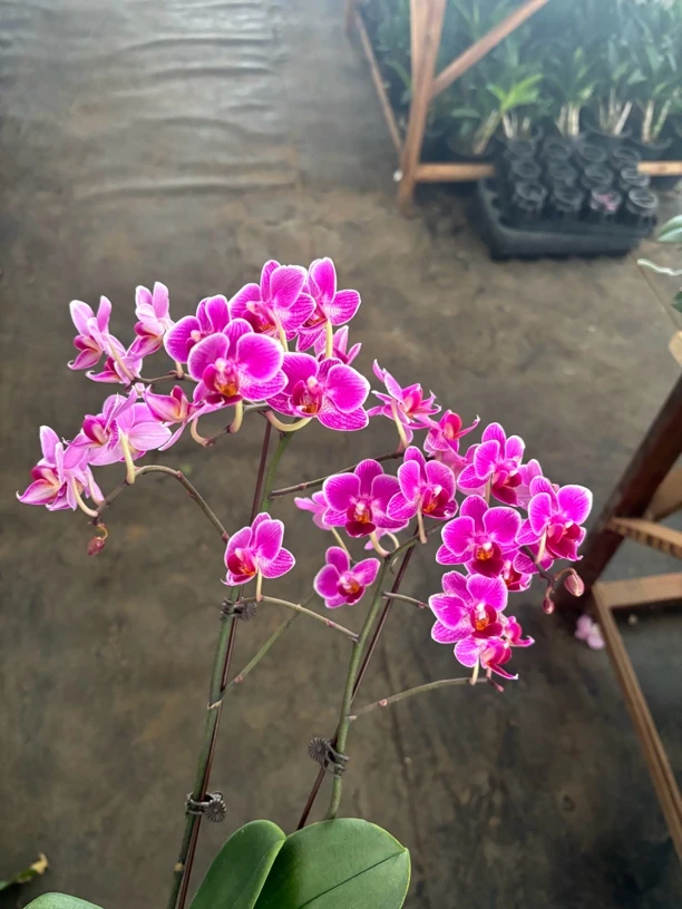 小鲤鱼-蝴蝶兰 开花发货 室内绿植