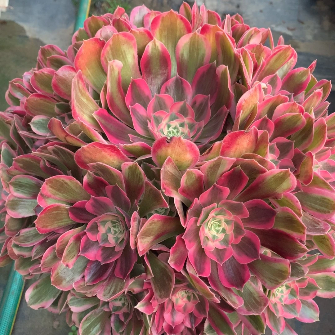 男神捧花，多肉植物