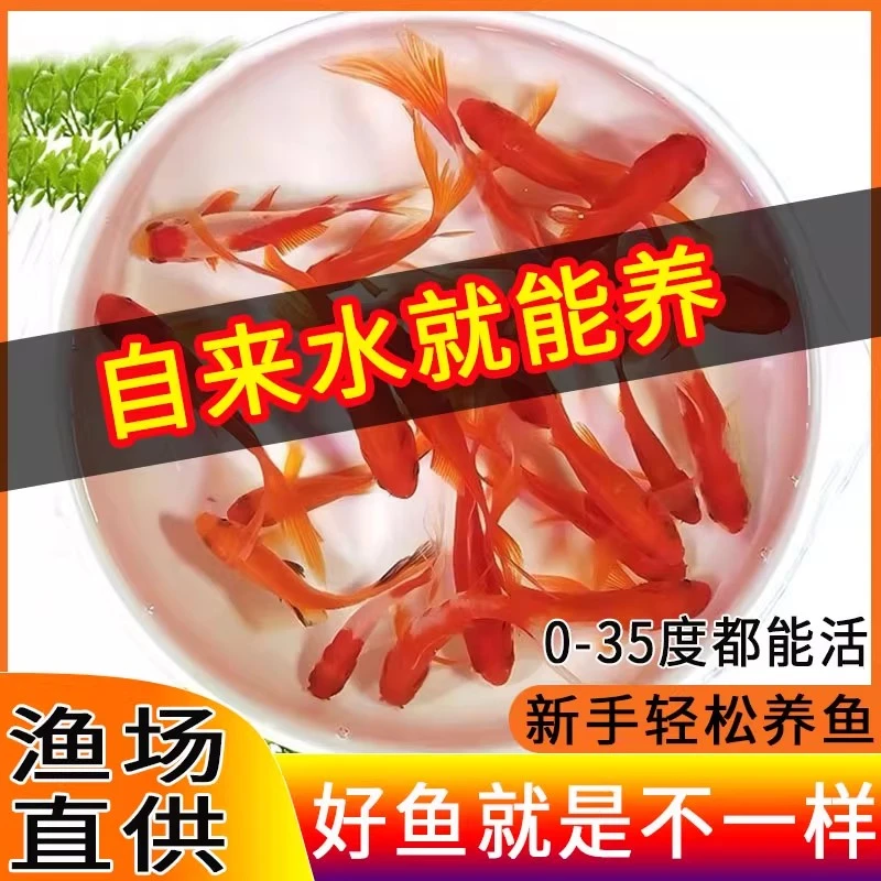 包邮4 - 6厘米红草金鱼冷水观赏鱼好养耐活自来水可养