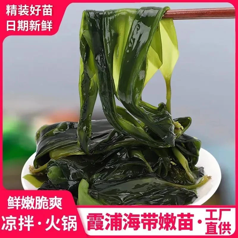 霞浦海带苗嫩苗新鲜小海带芽幼苗火锅食材凉拌200g/300g/500g