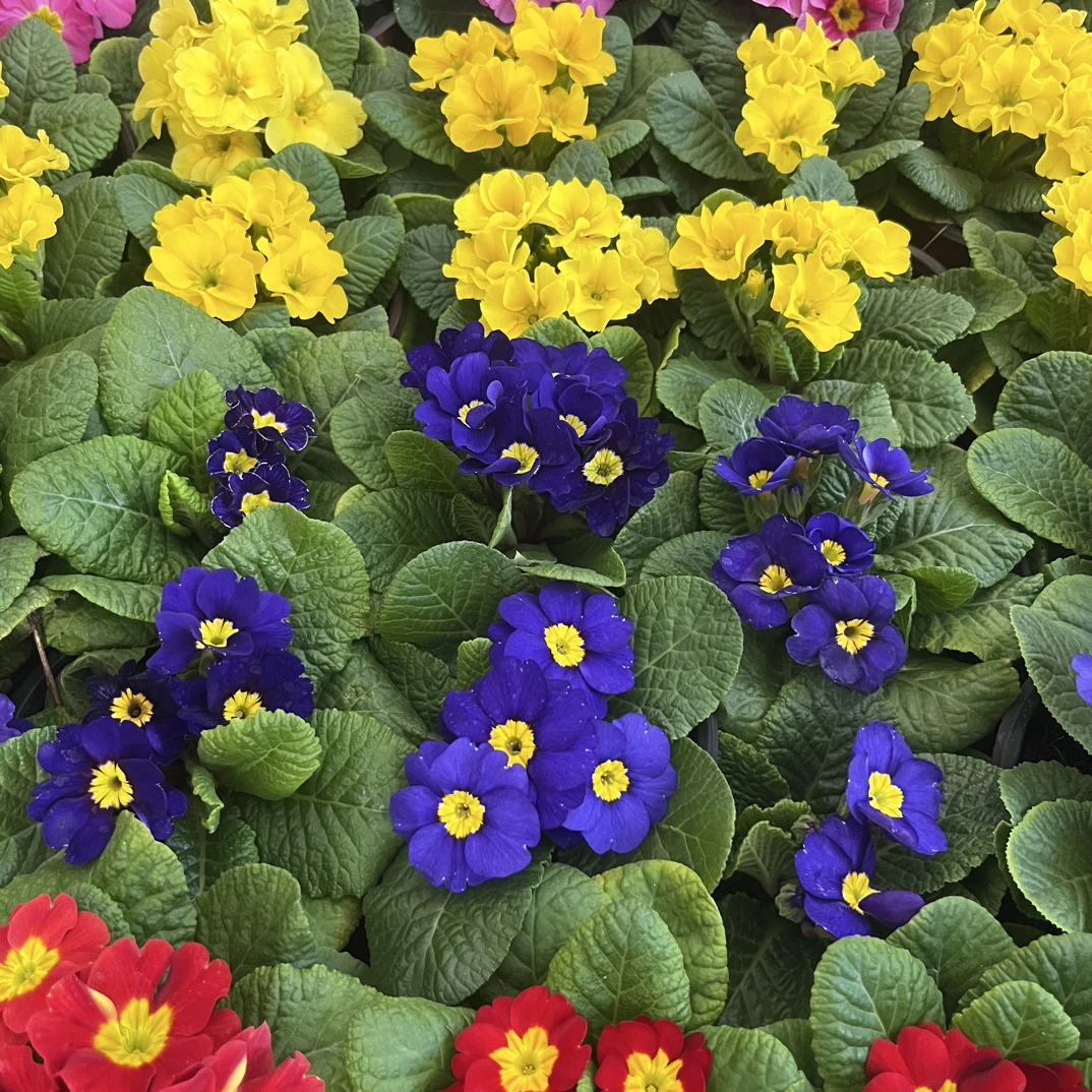 【特价款】3盆报春花盆栽带花苞冬季耐寒花卉