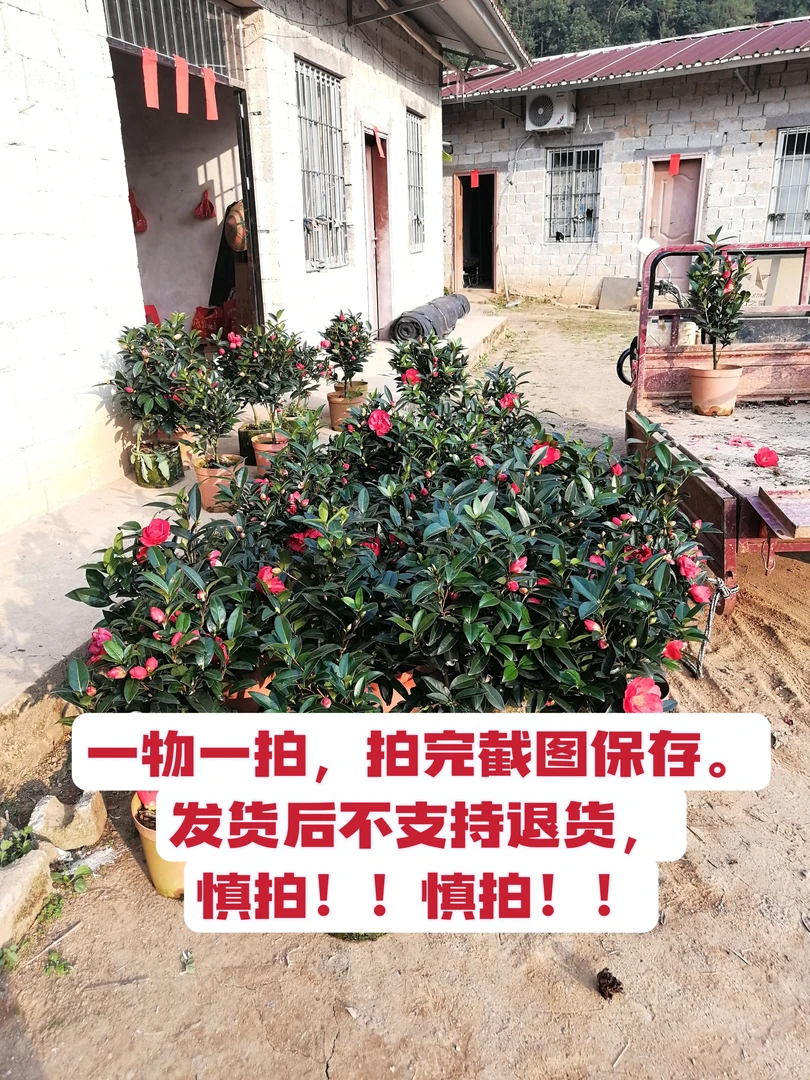 直播专用一物一拍链接，下单后请务必截图保存！四季茶花基地直销