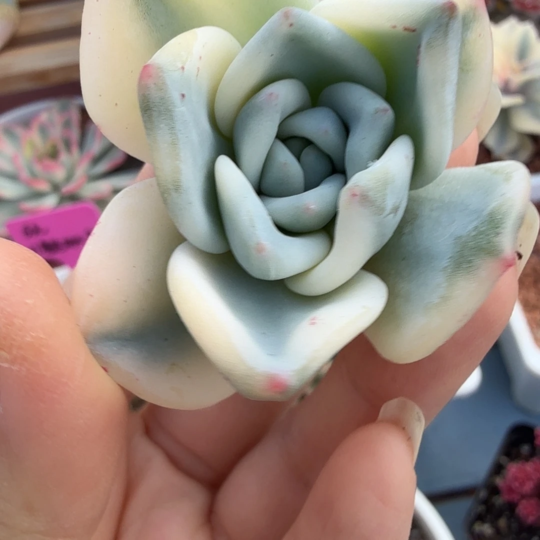 伊丽莎白锦，多肉植物