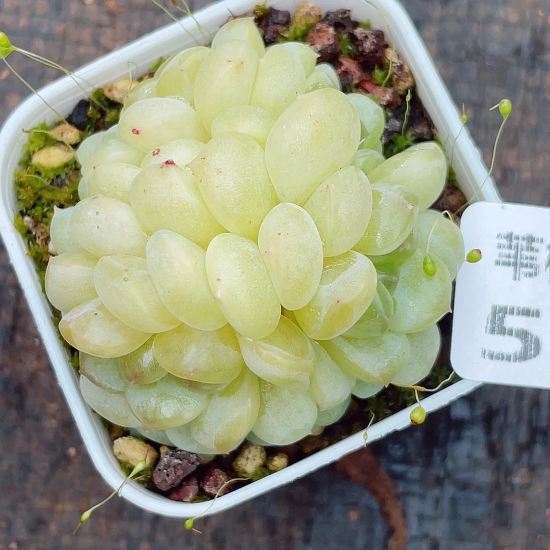 A***c550珍妮多肉名来自世界各国和