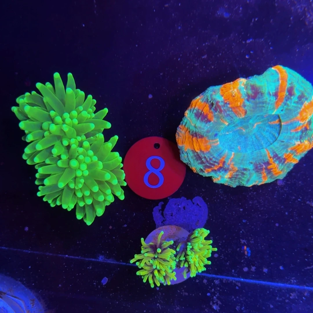 万鱼来朝海水观赏