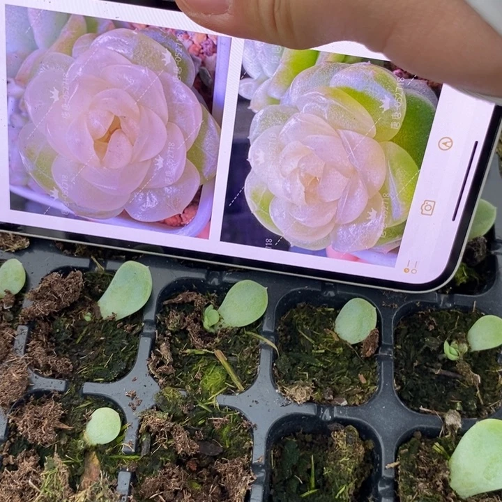 穴盘懒t12芽苗一个多肉