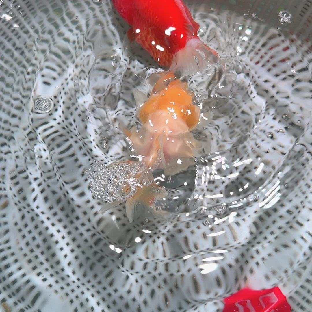海水鱼金鱼冷水鱼泰狮玛丽