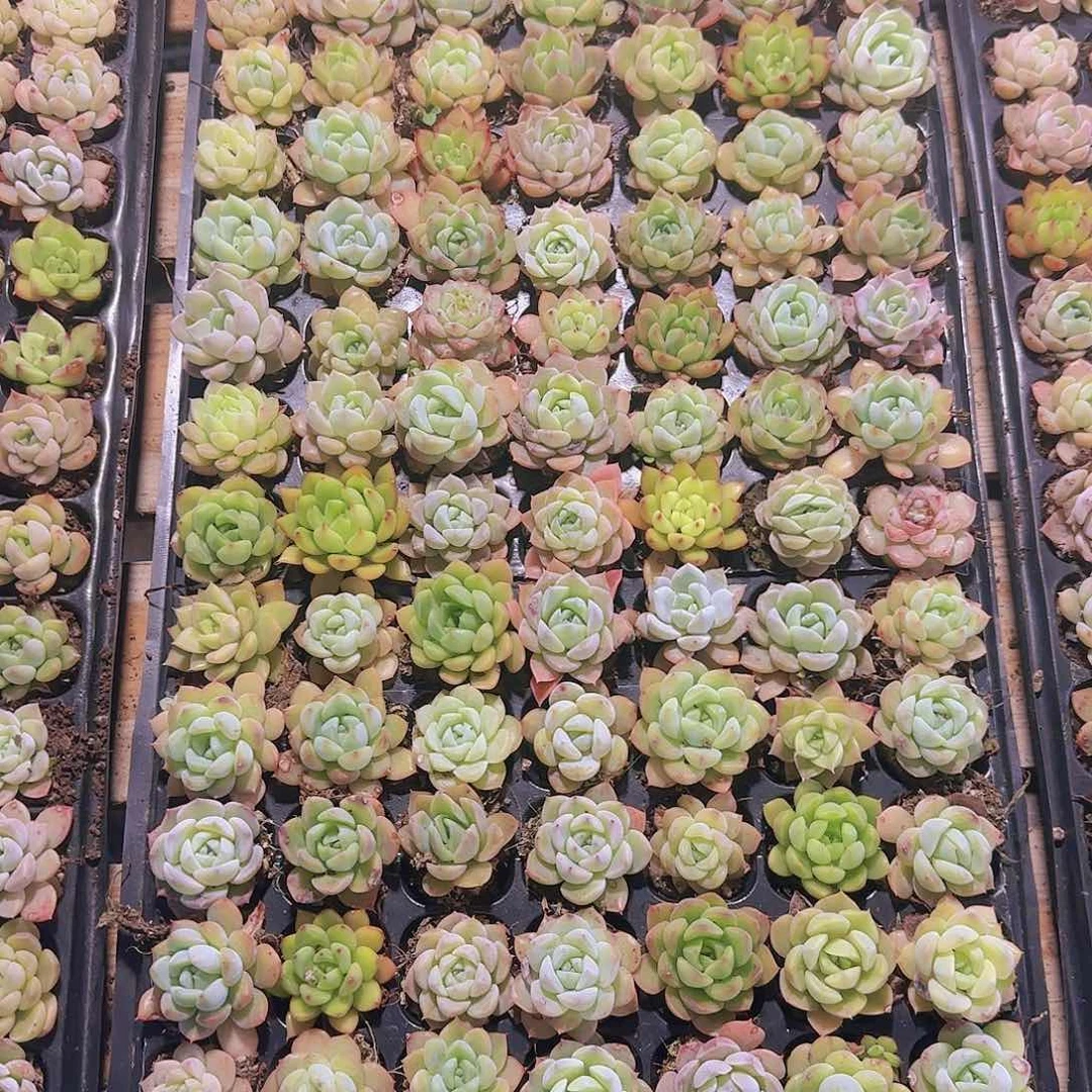 直播一物一拍多肉307