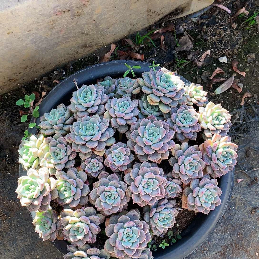 粉布偶多肉一物一拍