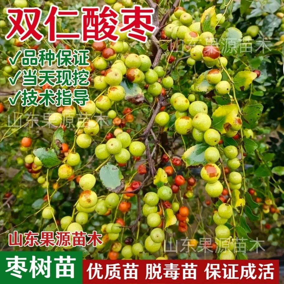 酸枣树苗晋酸3号药用高产双仁酸枣苗酸枣山枣苗盆栽地栽当年结果