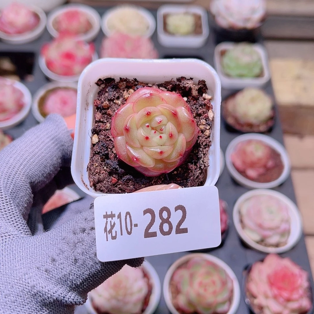 花10-282新品珍妮