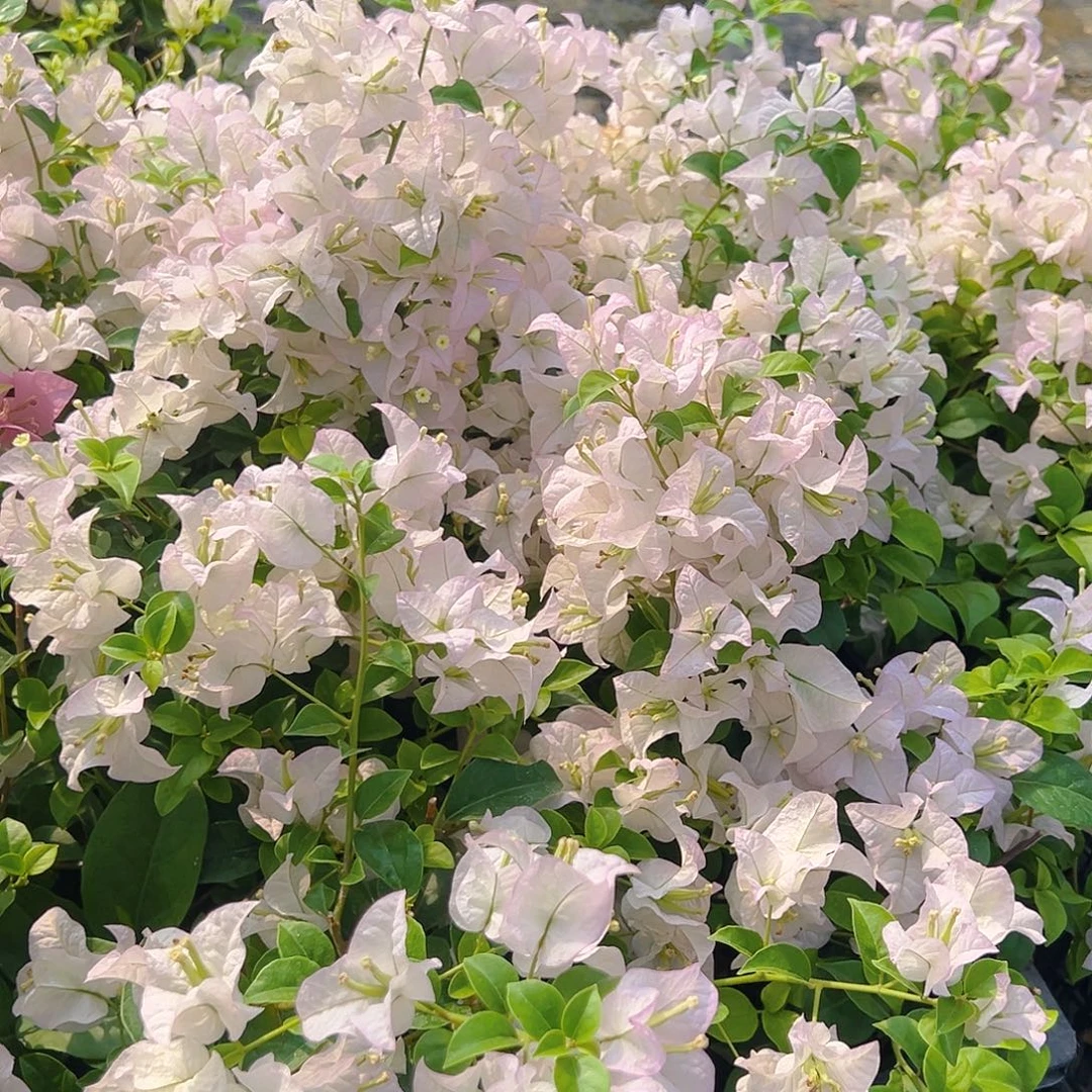 当前无花栽培后可以开花丽娜掌中宝一棵