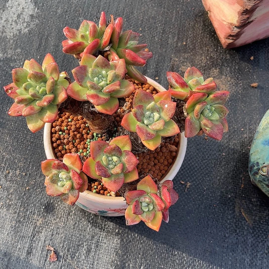 原始大花朵苹果叶