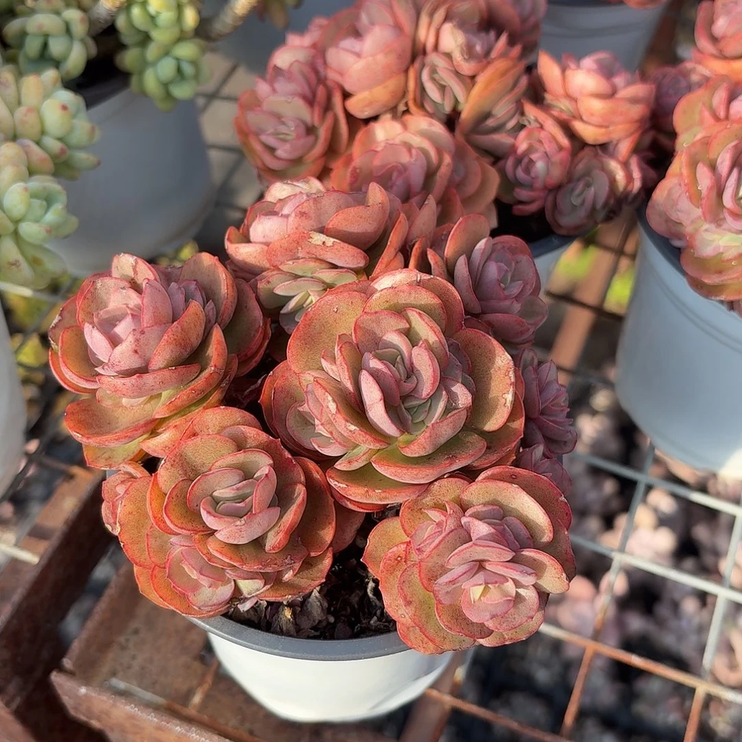 秀妍多肉11㎝盆整群