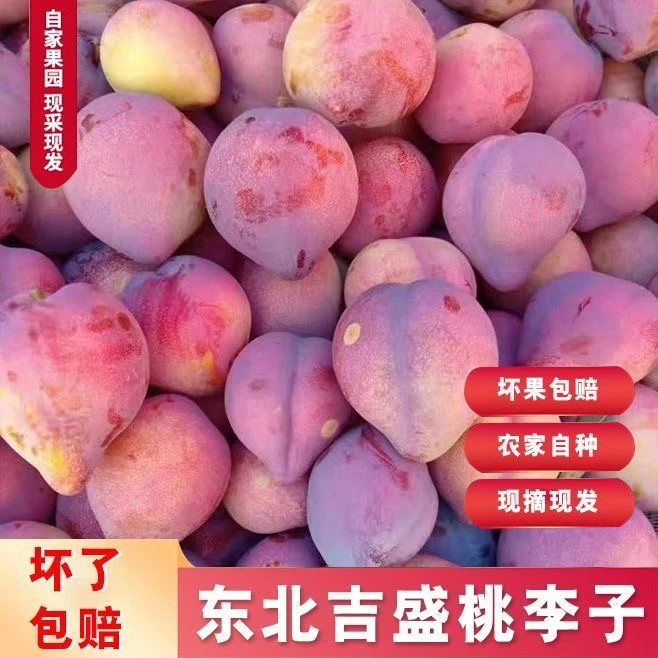 东北鸡心李子新鲜现摘现发酸甜离核应季水果