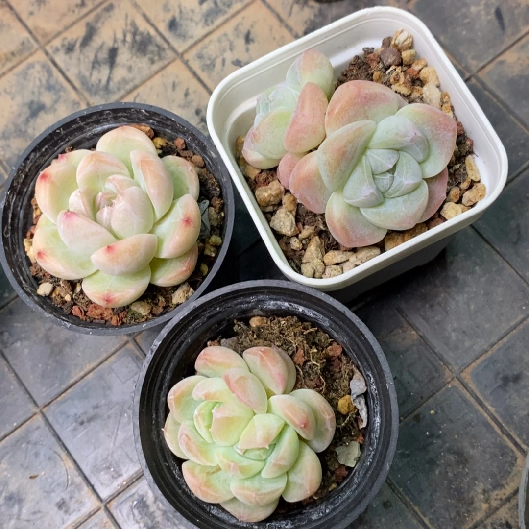 精品多肉一物一拍不包整111