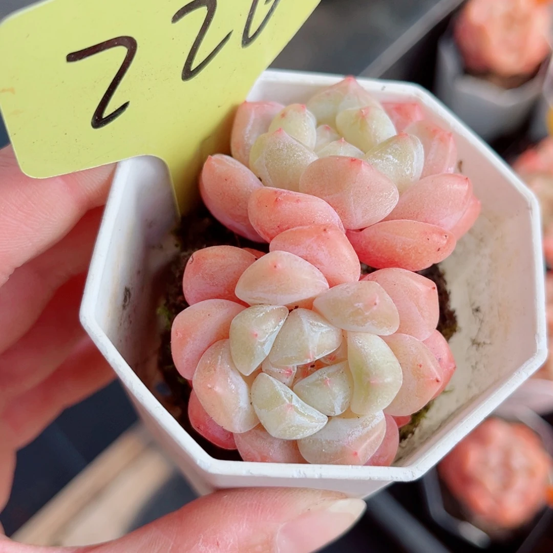 226号小老桩糖心双头