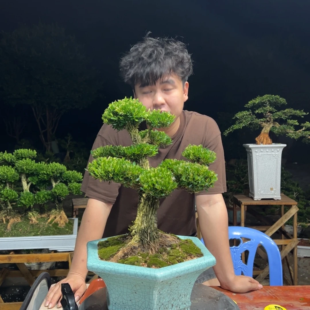 欧***布无花朵广东皱皮雀舌黄杨