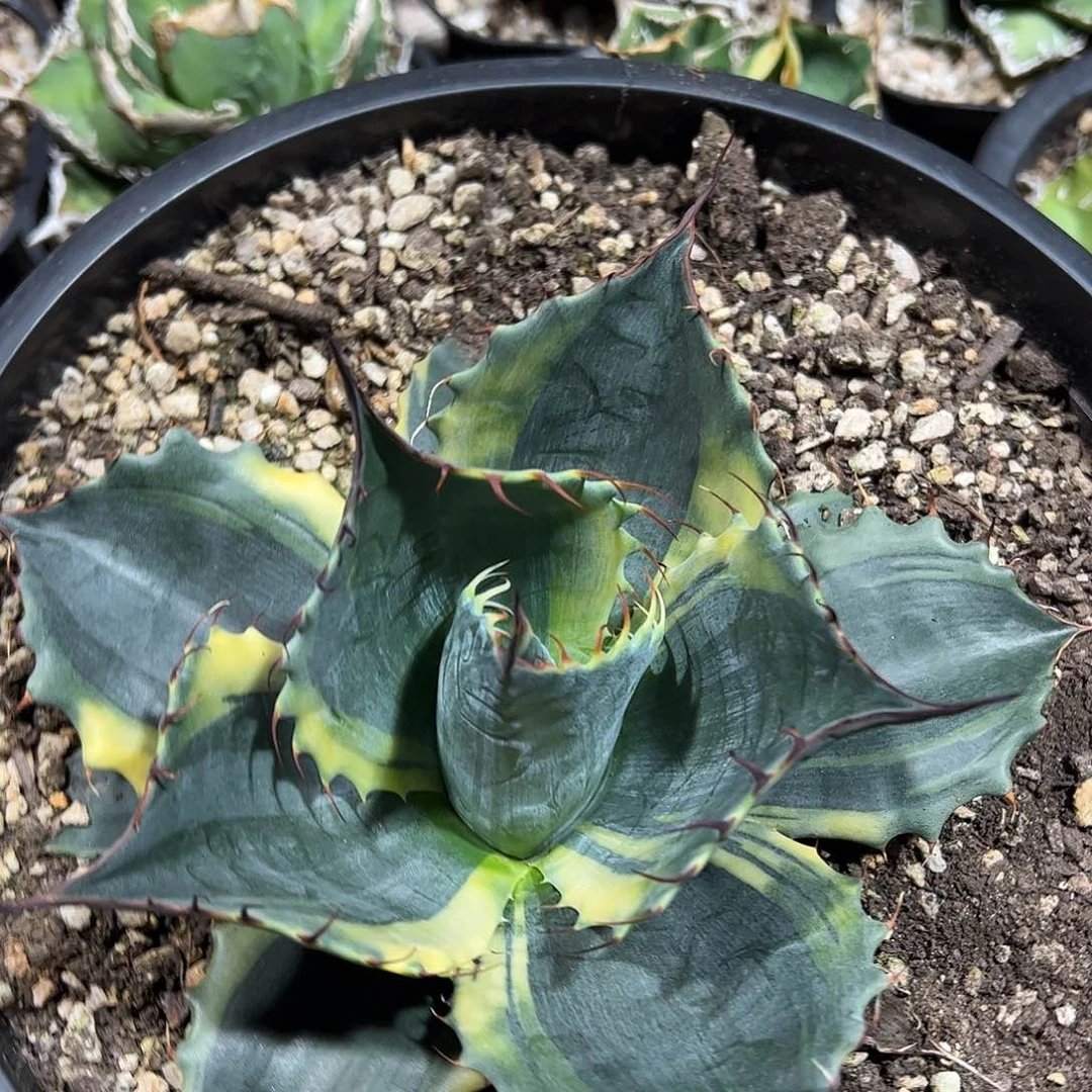 赖光龙舌兰植物龙舌兰