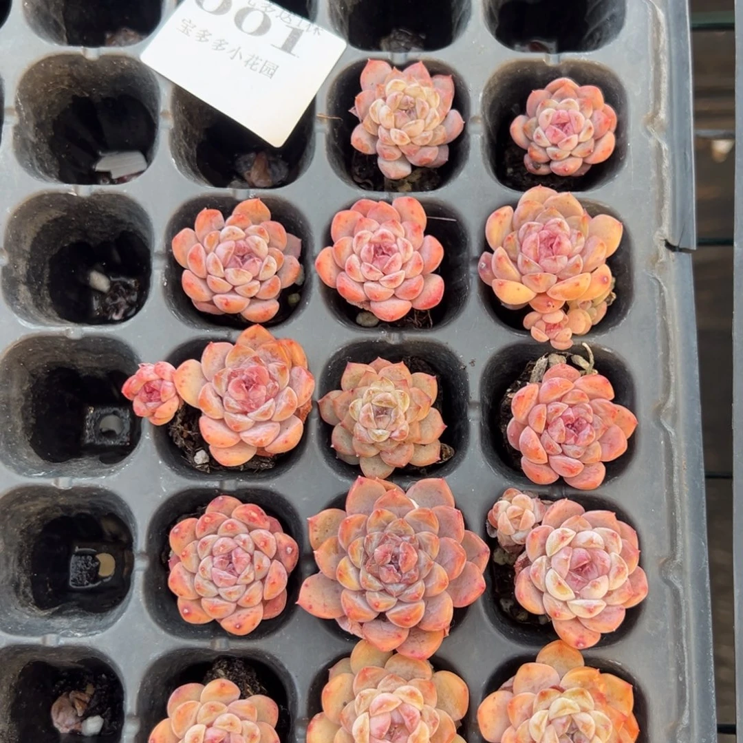 001号优选糖心冰糖水晶到手14颗 大小3cm 一物一拍