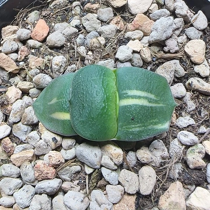 特价卧牛锦亚成株