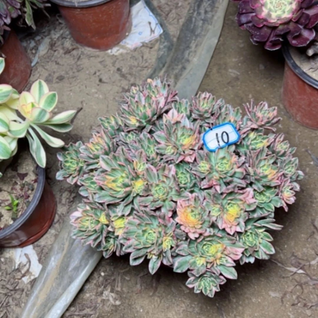 【闪购商品】笑多肉植物甜茶10