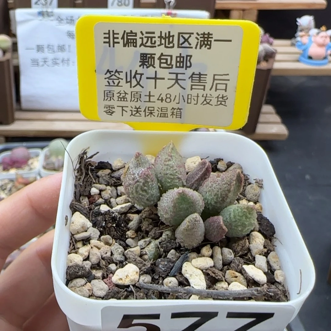 577白砂糖多肉植物