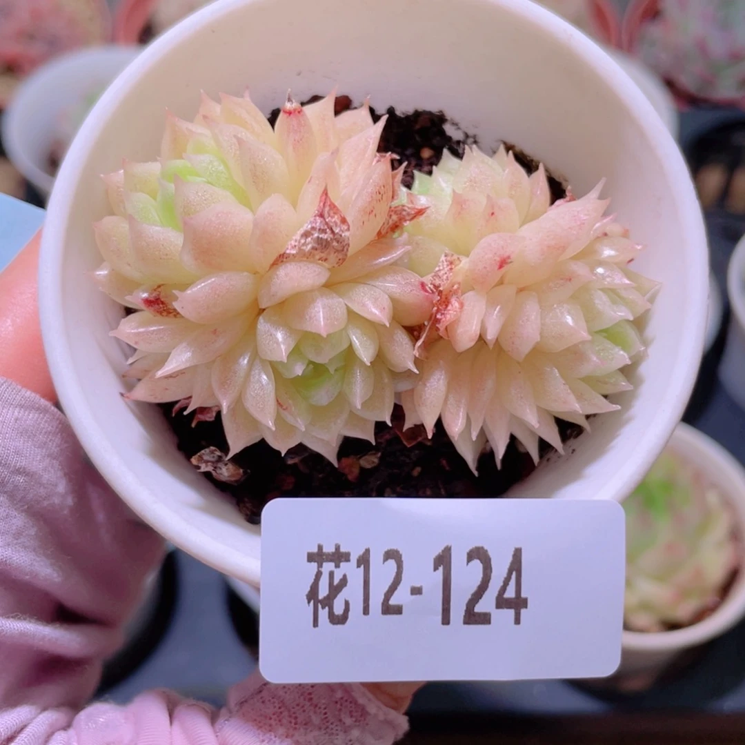 花利美12-124麦秆