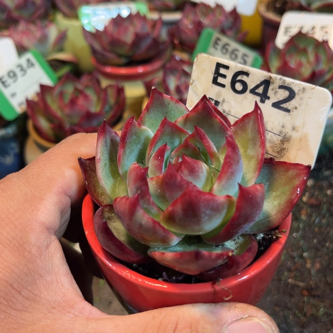 惊鸿一瞥642号多肉