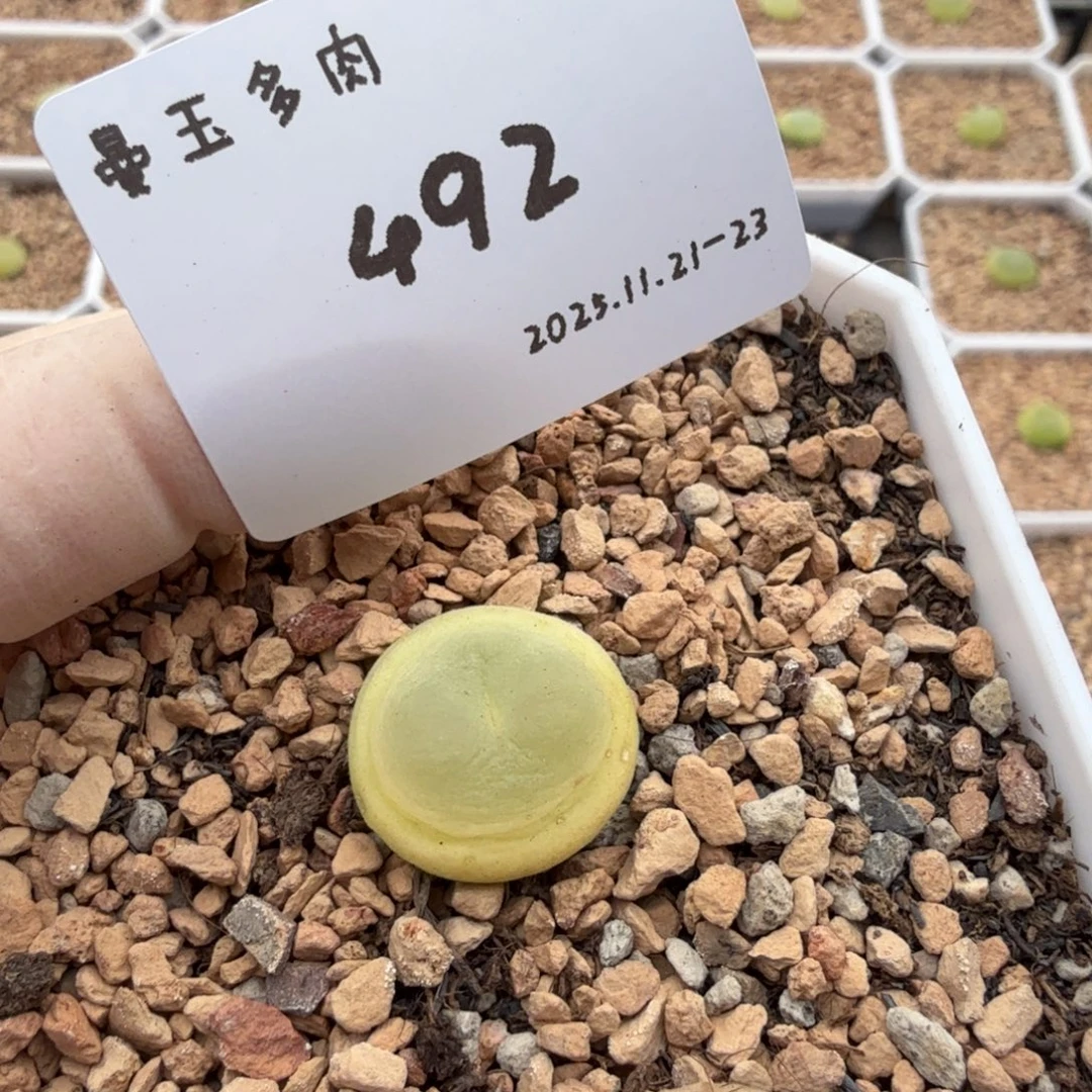 *****多肉多肉多肉11-492