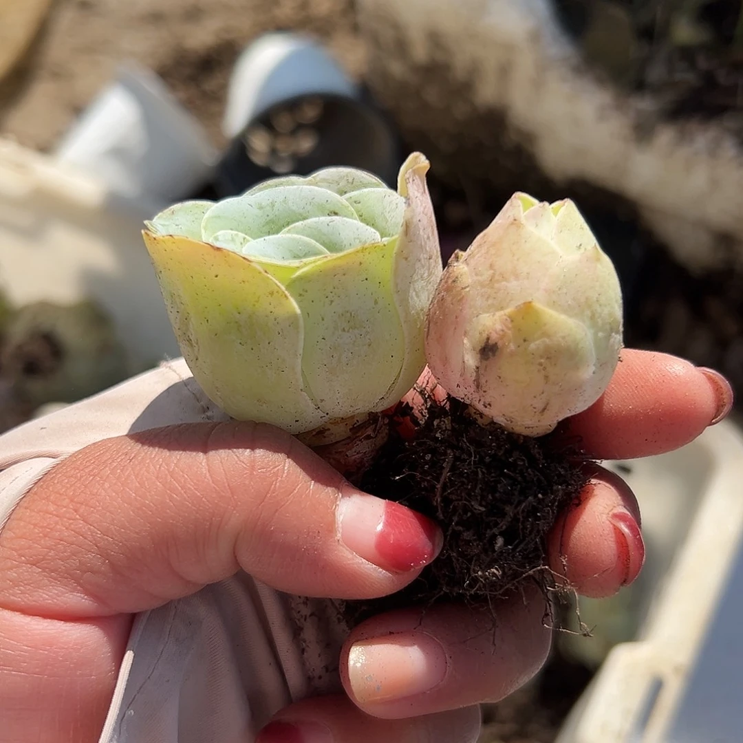 多肉植物多肉植物
