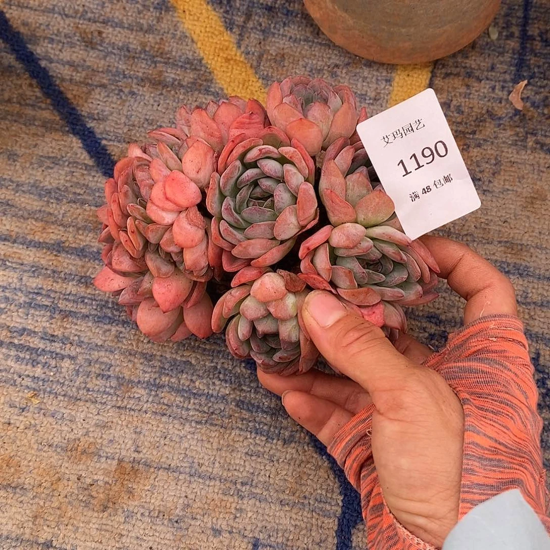 全明星缀化多肉多肉1190