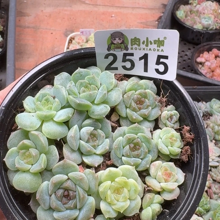 多肉植物多肉植物
