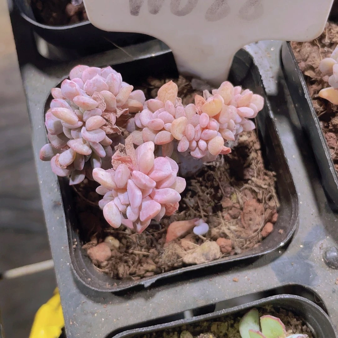 初****?雪精灵缀w088一物一拍